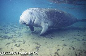 Manatee