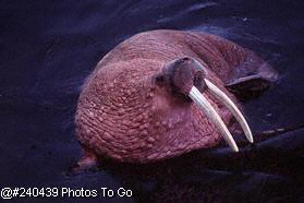 Male walrus w/tusks