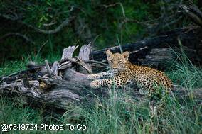Leopard cub