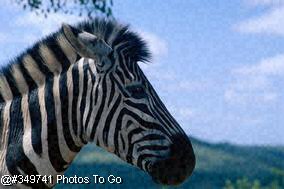 Zebra