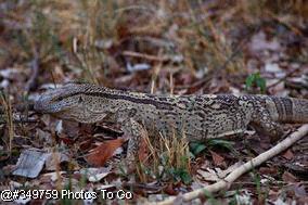 Nile Monitor Lizard