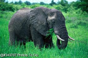 Elephant