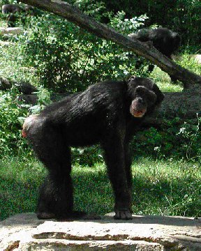 chimpanzee.jpg