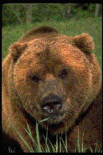 grizzly.jpg