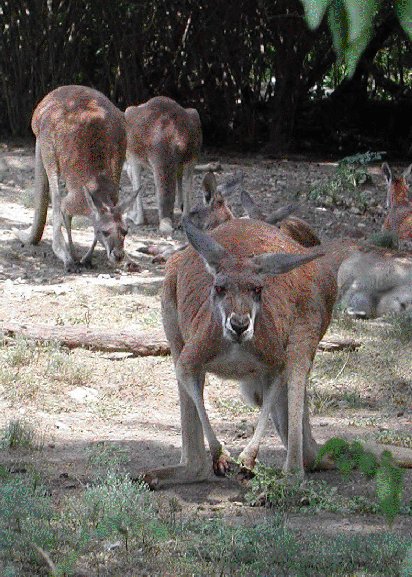 kangaroo.jpg
