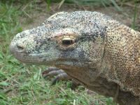 komodo_200.jpg