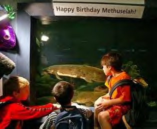 methuselah.jpg