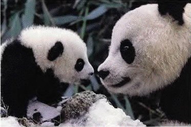pandas.jpg