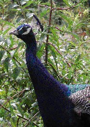 peacock.jpg