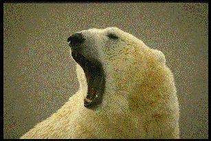 polarbear.jpg