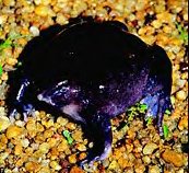 purplefrog.jpg