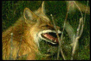redfox.jpg