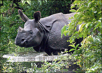 rhino1.jpg