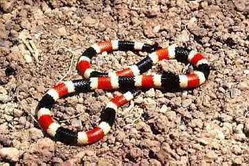 snake.jpg