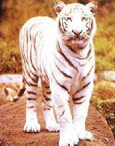 whitetiger.jpg