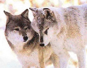 wolves.jpg